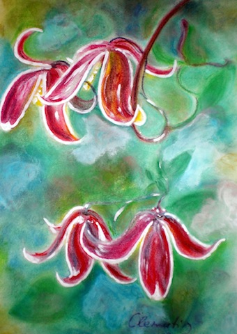 Clematis
